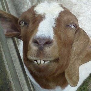 Meet your Posher, Lorraine